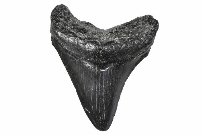 Serrated, Juvenile Megalodon Tooth - South Carolina #383755